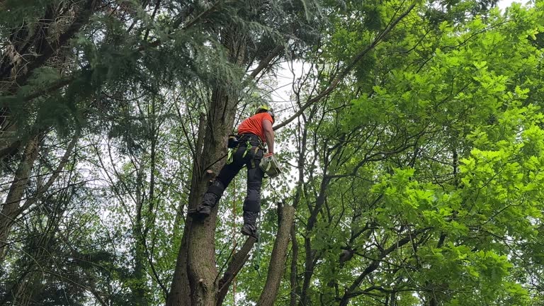 Best Tree Removal Services  in Helena, OK